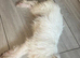West highland terrier x Maltese boy