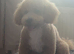 Poochon looking for a loving home