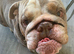 British bull dog