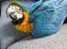 HAND-REARED BLUE & GOLD MACAW BABY – LOVELY FRIENDLY BABY