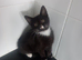 6 month old neutered kittens and female