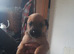 Puppys