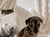 Small Roughcoated Sighthound Iggie x Pups Looking 4 Homes.