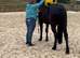 Black Cob X gelding 3years Mature 15.2hh