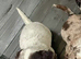 2 cocker puppies