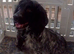 Special Home for Charlie Schnocker