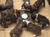 Gorgeous K.C boxer pups for sale