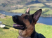 German Shepard female