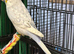 Pair 9 week old baby budgies available  home reared