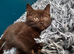 Cinnamon-colored Siamese