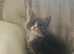 Male kitten Mainecoon xRagdoll