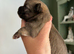 Stunning Pedigree Chihuahua Puppies
