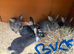 Gorgeous bucks for sale