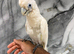 Friendly Baby HandReared Super Tame Cuddly Ducorps Cockatoo Parrot