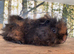 Baby guinea pigs
