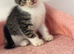 Mixed breed kittens