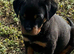 Puppie Rottweiler