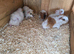 Baby female guinea pigs
