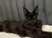 Mainecoon stud