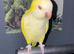 Tame yellow quaker