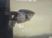 Turtle for sale