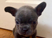 French Bulldog Puppies for Sale