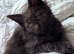 Big Ears & Fluffy Coats &ndash; Maine Coon Kittens Ready Now