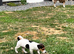 Jack baby looking for a new mama.