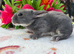 Four gorgeous mini Rex
