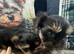 Tiny Toy Yorkshire Terrier Puppies (Yorkie)