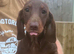 Miniature Dachshund Puppies
