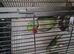 Pair of parrots Alexandrine + cage