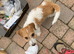 @@HANDSOME BOY JACKAPOO 8 WEEKS@@