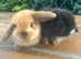 Pure Bred Boys (9 w old) Mini Lop Babies