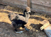 Trio USA Silkie cock and two hens