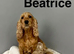 5 lovely cockapoo puppies ready to leave us from 3rd July