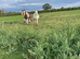 Lovely 2yr old gelding
