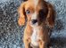 Cavapoo Puppies last boy