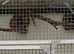 Ringnecks