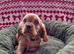 Cavalier King Charles Spaniel!