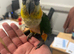 Hand Reared Baby Black Headed Caiques