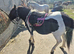 Magnus piebald Dartmoor hill pony