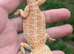 Mixed Colour Baby Bearded Dragons For Sale