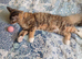 Cat for sale