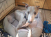 3/4 whippet x  1/4 lurcher puppies for sale