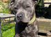 Adorable chunky blue Staffordshire puppies