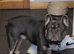French bull