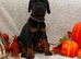 EuropeanDobermanPuppies