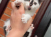 Kittens ready to leave now&hellip;!!!