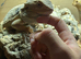 Bearded Dragon Male 3 Year Old